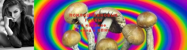 прущие грибы Надым